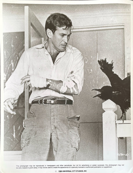 The Birds