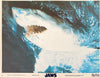 Jaws